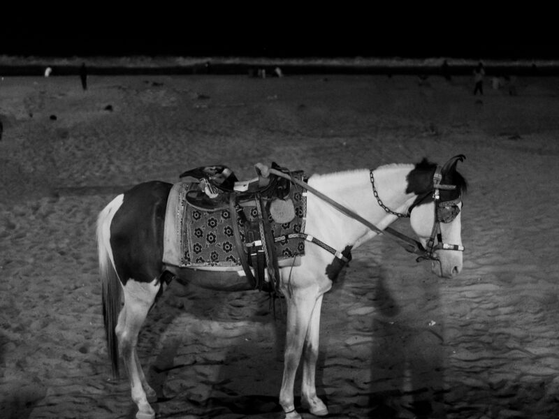 Chennai by the Shore